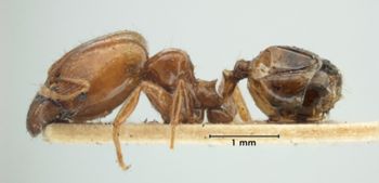 Media type: image;   Entomology 31100 Aspect: habitus lateral view